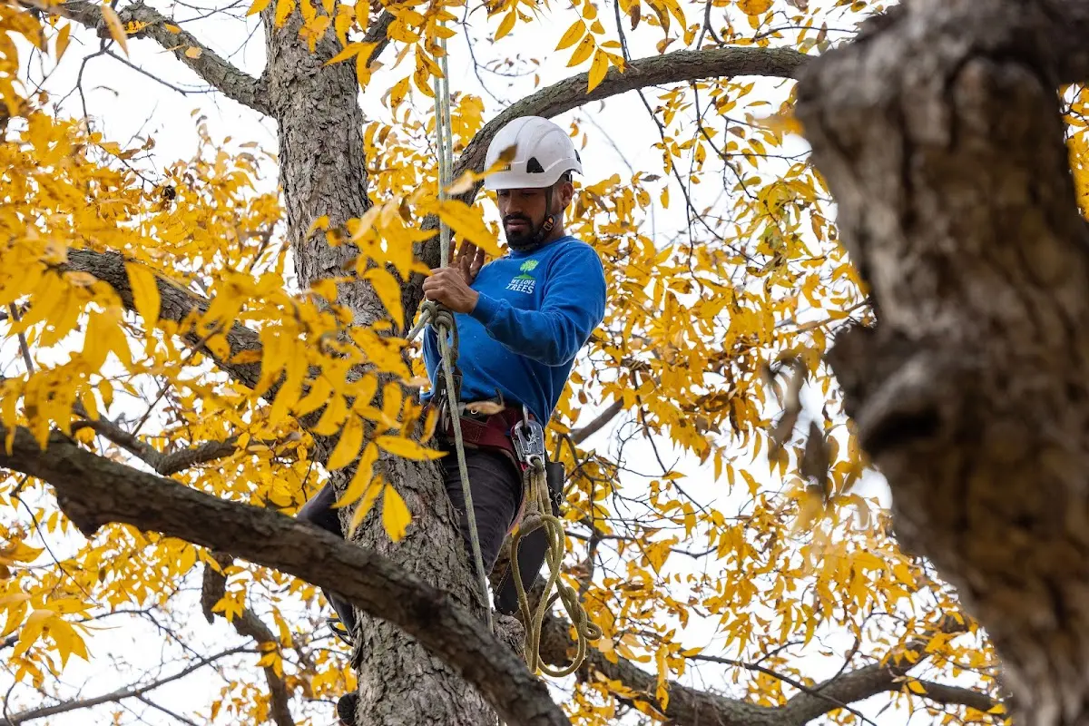 Skilled Storm Damage Cleanup crew working in Crosby